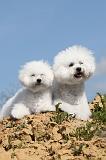 BICHON FRISE 302